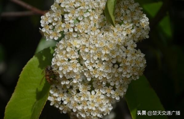 石楠花又开了,石楠花春天