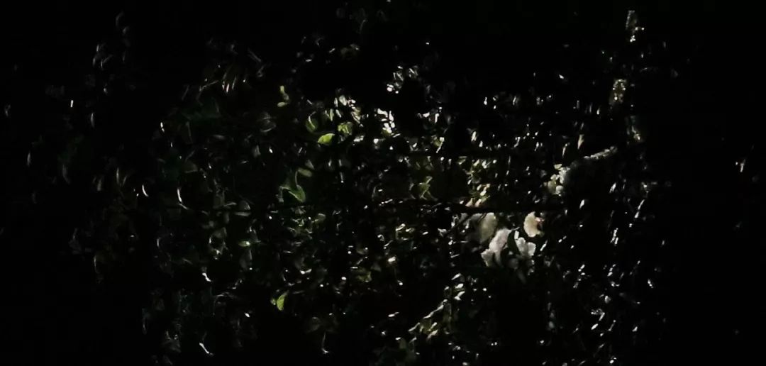 瞎子无名之辈电影插曲,无名之辈插曲瞎子原唱完整版