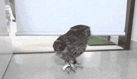 农学毕业论文答辩,学术毕业论文答辩