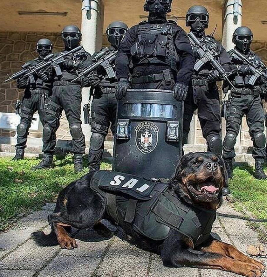 世界唯一一只哈士奇军犬,哈士奇八大猛犬