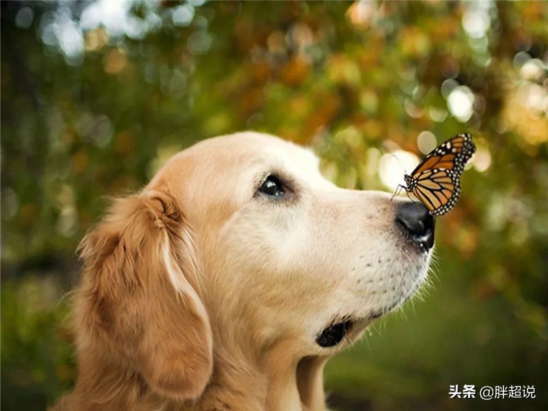 夏天泰迪狗狗生产注意事项,狗狗生产后需要注意什么