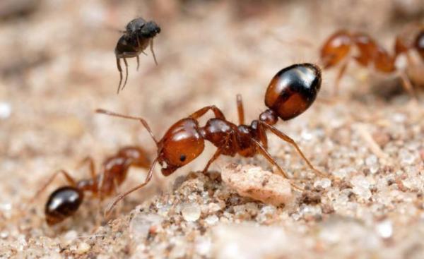 怎么烧红火蚁方便,自制灭红火蚁配方