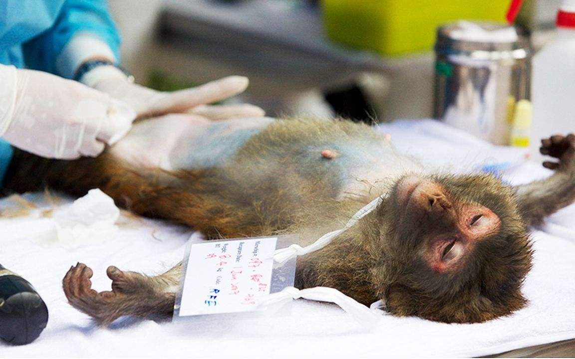 阉割文化哪家强？阉割动物与阉割人类的互动关系