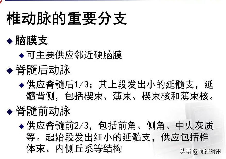 脑动脉解剖学讲解,脑膜中动脉解剖讲解