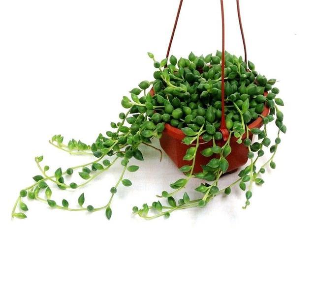 一株珍珠吊兰怎么养爆盆,一串珍珠吊兰怎么爆盆