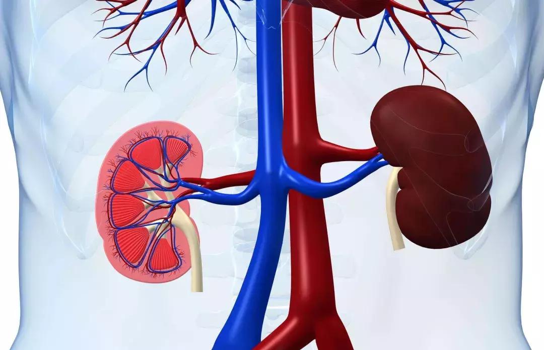 汗蒸是不是就排汗,汗蒸是桑拿吗