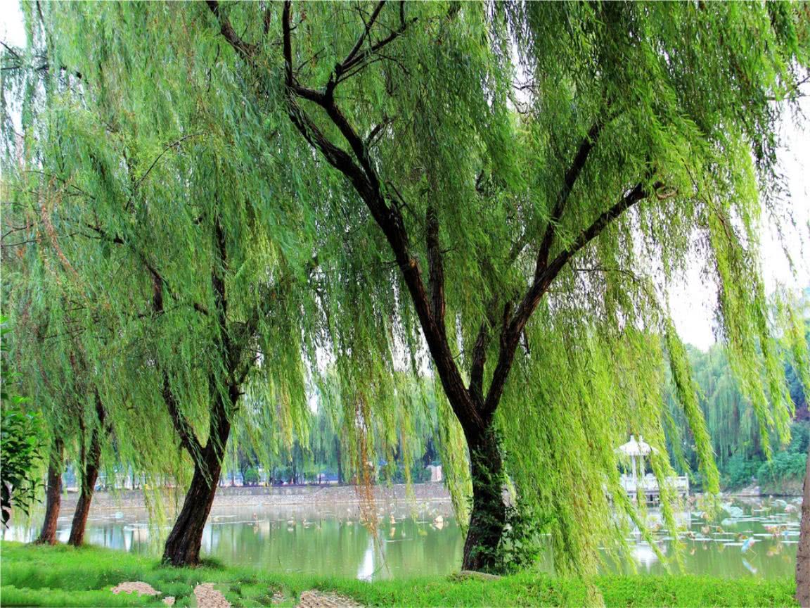 古代大师写柳树，全文没有一个柳字，你的眼前却处处是柳树的身影