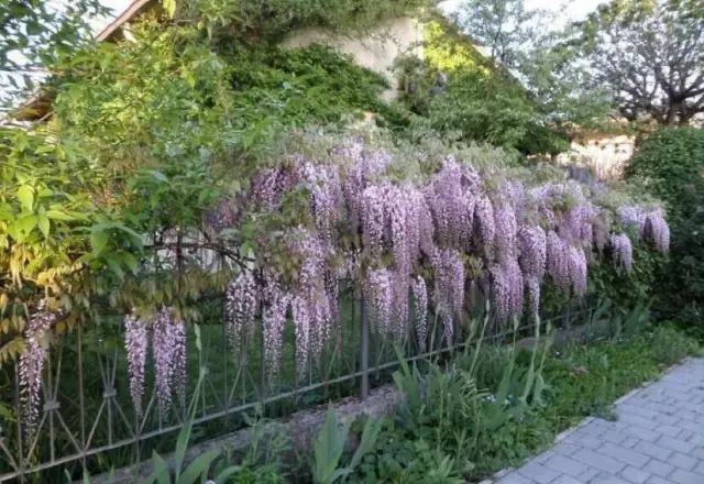紫藤中最有名的品种叫什么名字,非常好种不需要太阳的紫藤品种