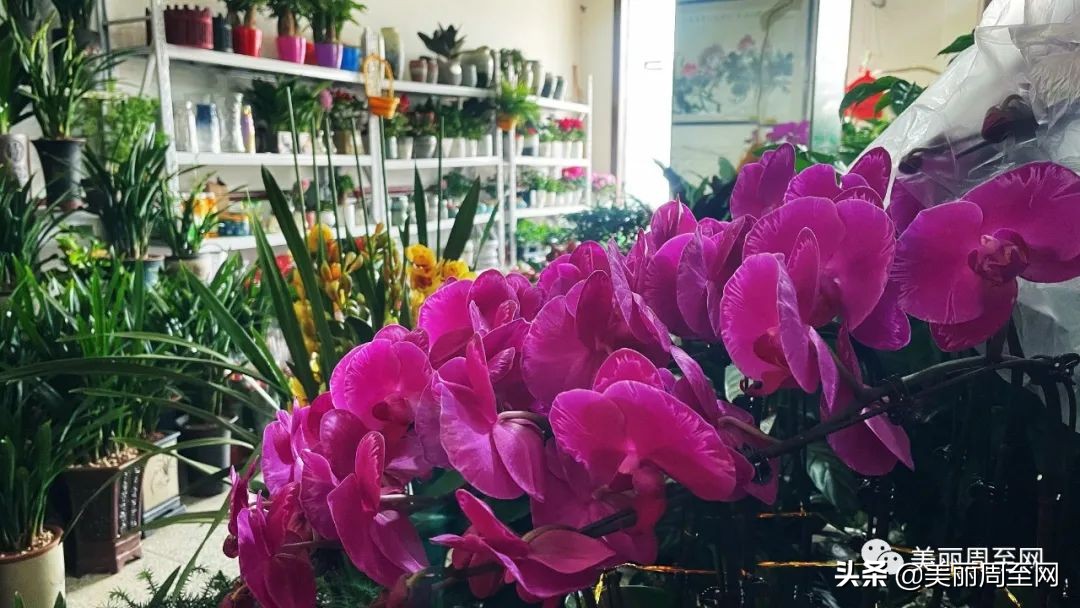 春节临近，周至这条街的花市升温！你知道哪些花最受欢迎吗？