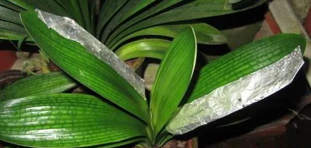 君子兰长歪了怎么矫正实图,君子兰整个长歪了怎么矫正