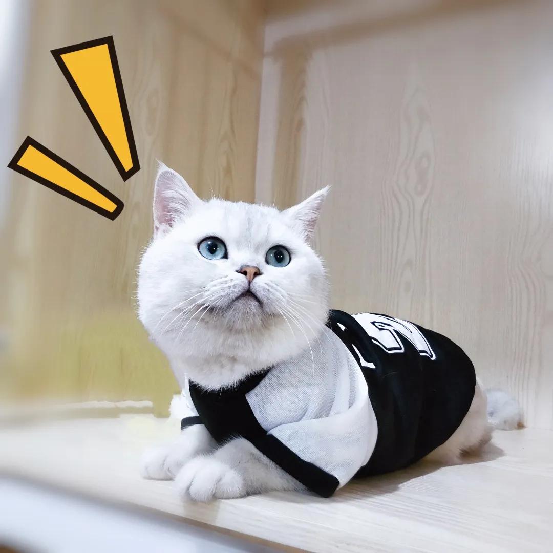 和宠物交流说什么,宠物谈恋爱怎么回事