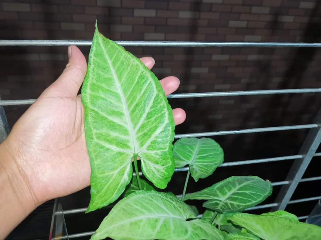 水培合果芋怎么修剪,合果芋水培根系发达吗