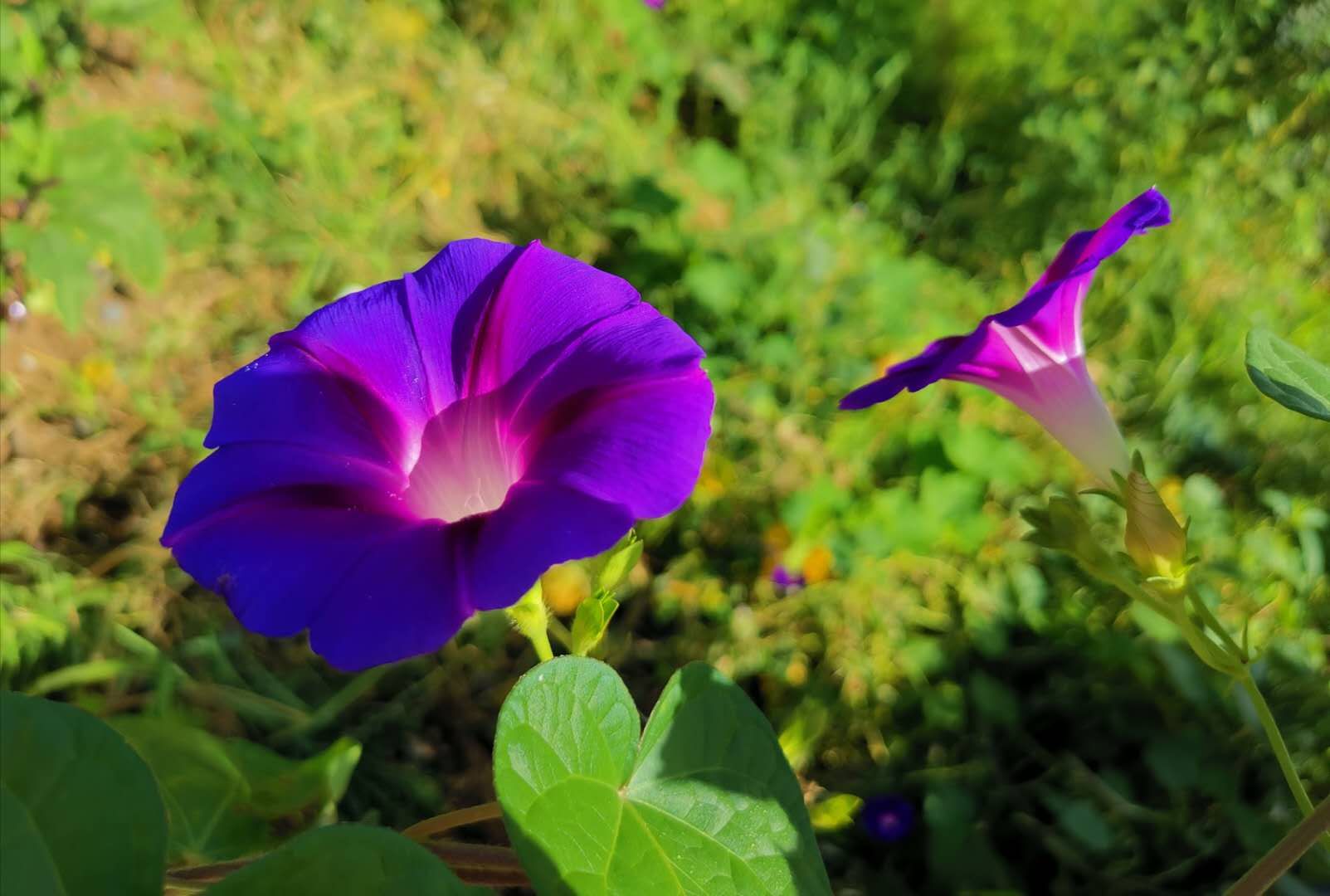 可爱的牵牛花作文400字,可爱的牵牛花的作文300字