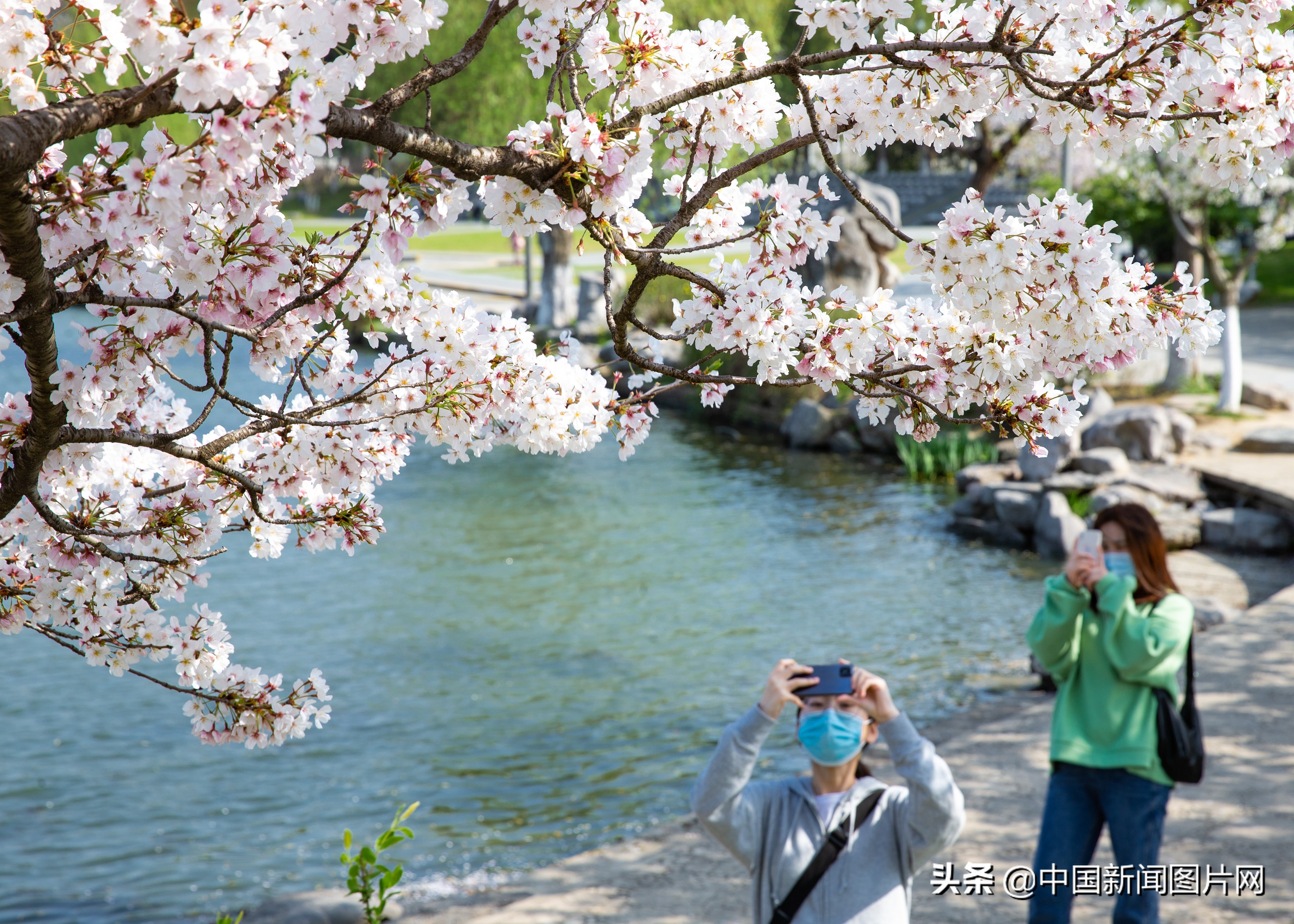 南京珍珠河两岸樱花烂漫,江苏南京樱花烂漫春意浓