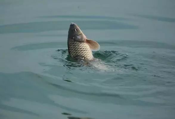 钓大鱼拔河怎么办竿稍取不出来,钓大鱼防拔河为什么竿子要左右摆