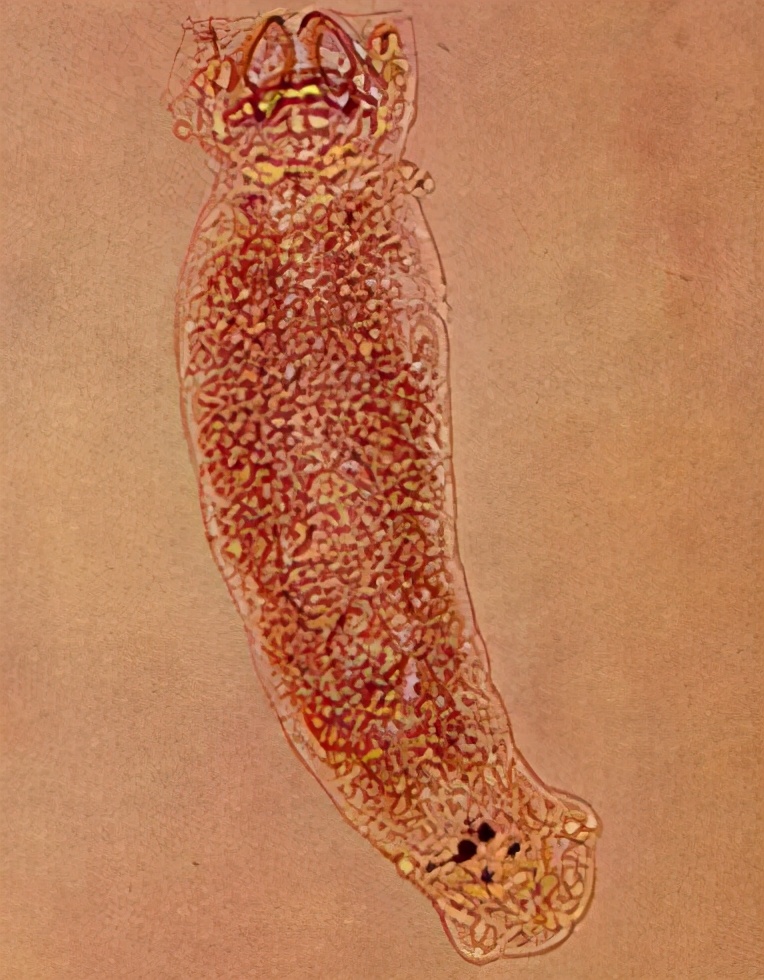 杀鱼类指环虫特效药,观赏鱼指环虫鱼病治疗方法