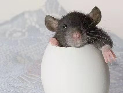 花枝鼠妈妈难产，作为主人如何帮它渡过难关？