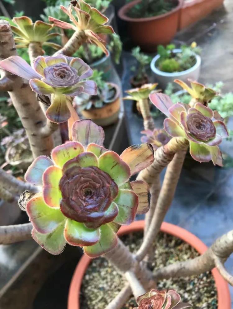 多肉的根腐黑怎么处理,法师主根黑腐了怎么办