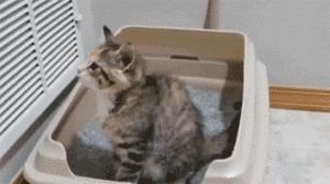 养小猫攻略,养2个月小猫攻略