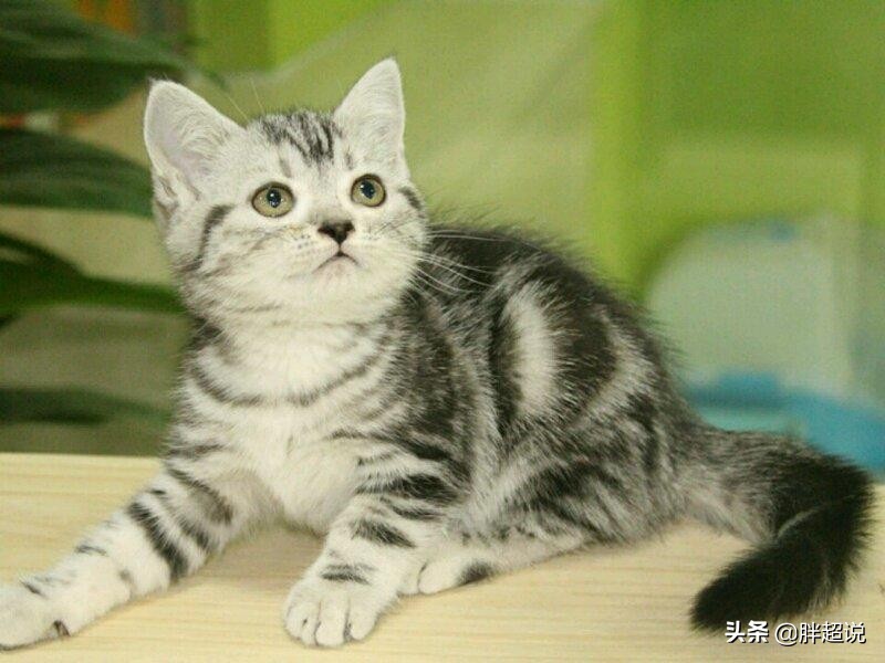 英短得了猫癣怎么办,猫猫藓严重有什么方法解决