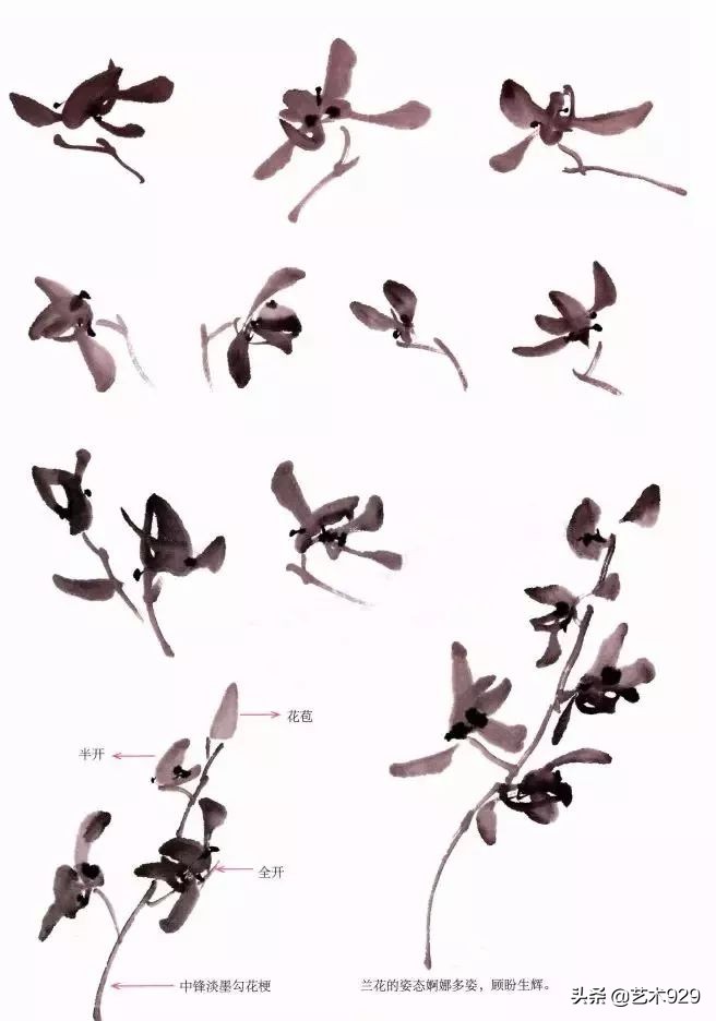 国画兰花画法免费技法教程,国画兰花绘画图