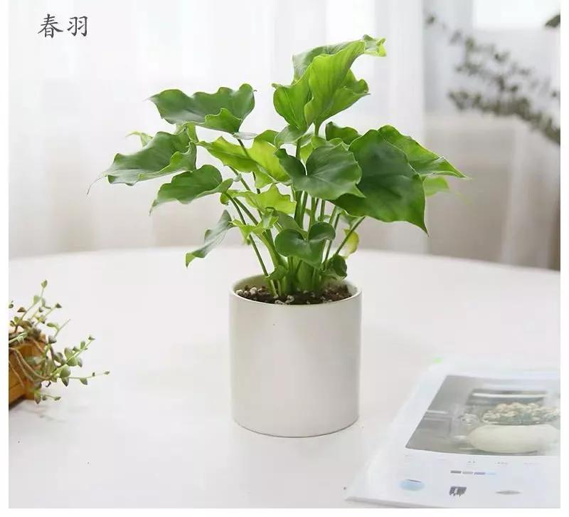 那盆嫩绿嫩绿的春羽，最终会蜕变成一条龙