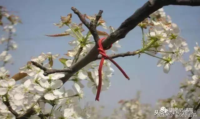 梨树高产栽培书籍,高产梨树苗培育
