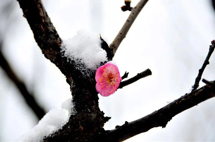 梅花拍摄技巧梅花三弄,一排梅花树如何拍出梅花的美