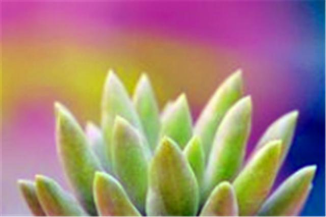 千佛手多肉如何养老桩好看,多肉千佛手好养吗