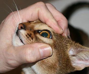 猫咪的眼炎怎么滴药,猫咪的眼部疾病有哪些