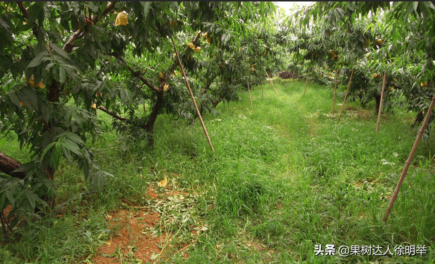 桃树流胶半死不活的打什么药,治桃树流胶最好的土办法