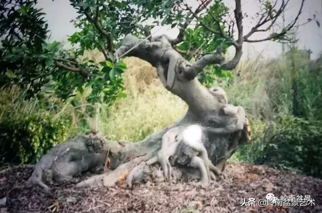 我喜欢的榕树盆景,泉州榕树盆景