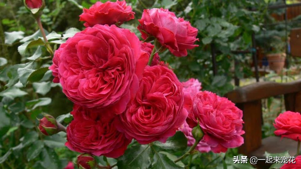 十大公认最好养切花月季,月季盆栽皮实好养的品种排名