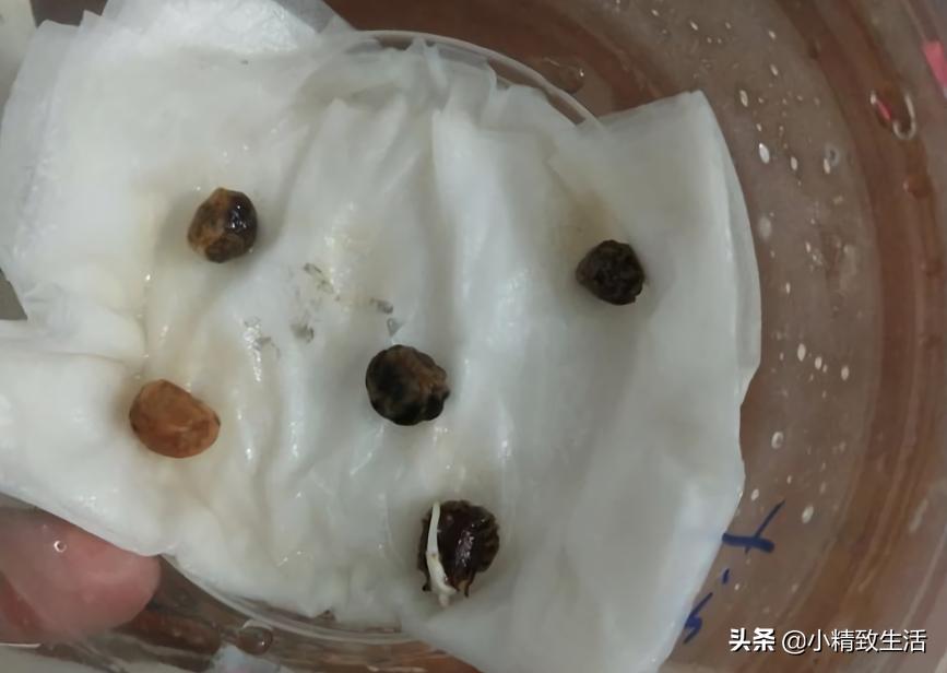 大面积花卉种子播种方法,播种盆栽需要注意哪些细节