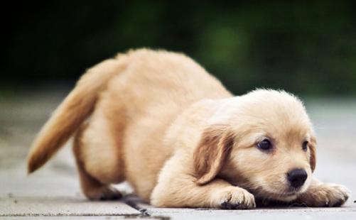 怎么训练狗狗出门一叫就回来,怎样训练狗狗一喊就过来