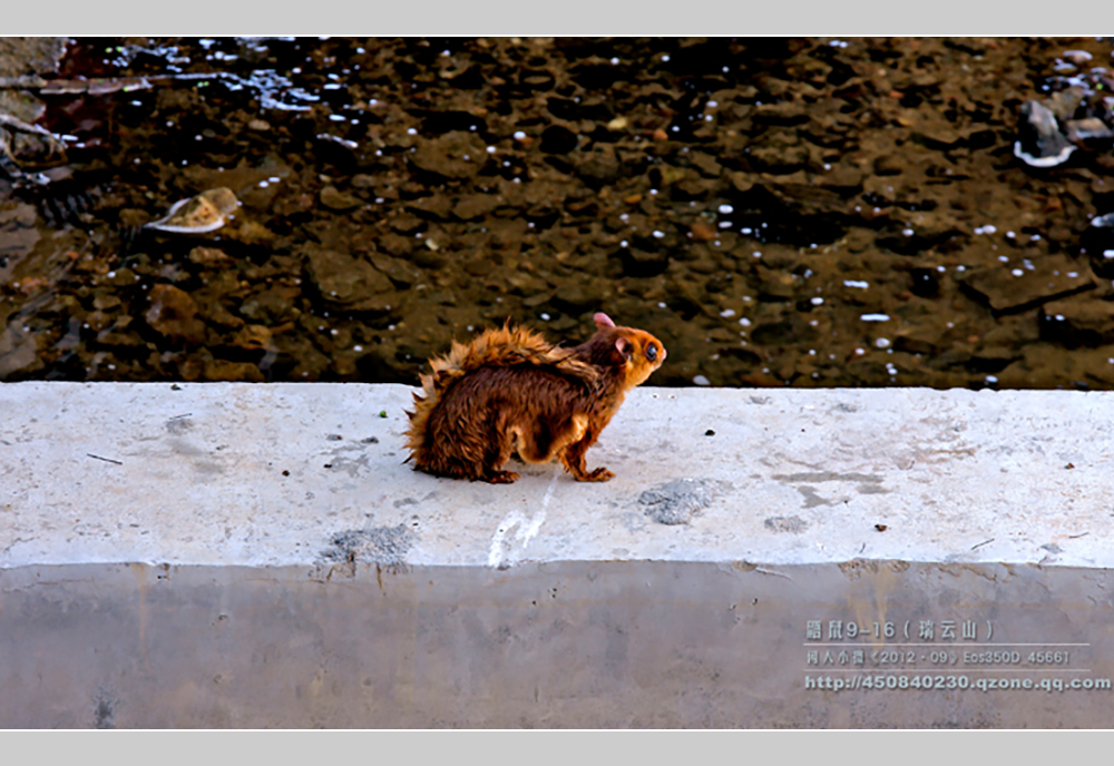 摄影飞行素材,飞鼠摄影作品欣赏