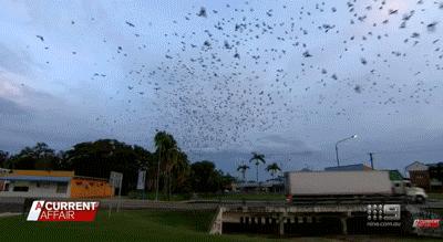 蝙蝠和吸血鬼的渊源,蝙蝠是怎么传播病毒