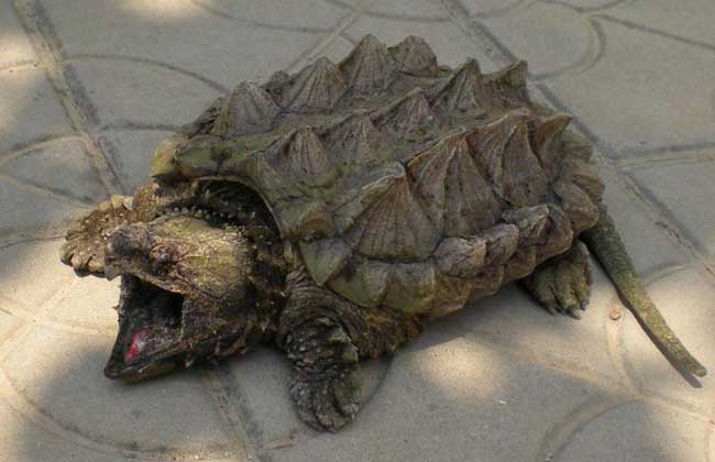 乌龟详细科普,常见乌龟的种类图画