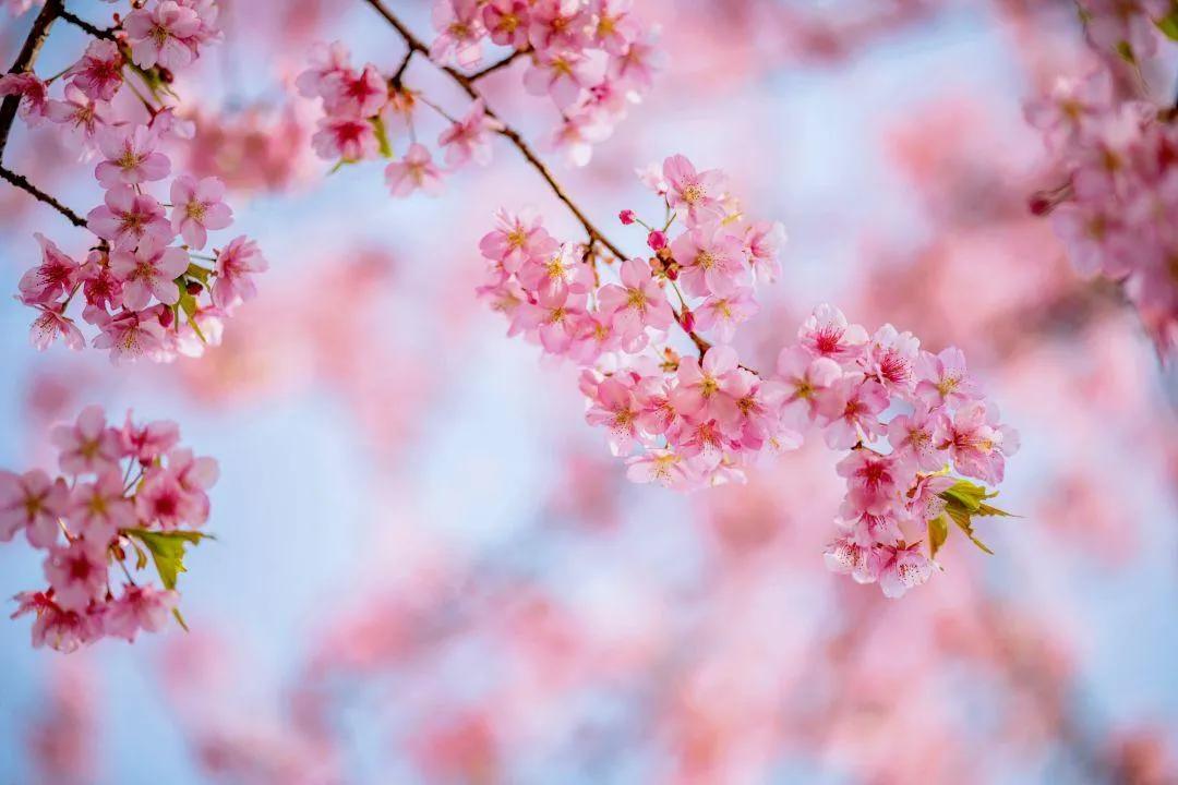 全球10大图腾,中国100个姓氏图腾