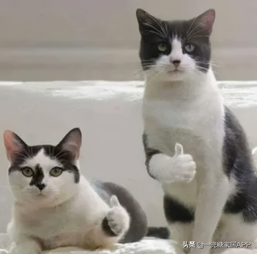 为啥说闲鱼比拼多多可靠,为什么闲鱼的东西比拼多多都便宜