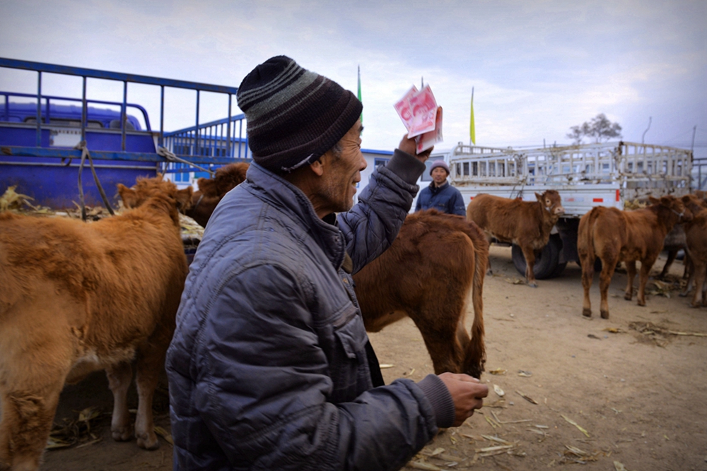 公路即将恢复收费，可不要着急买牛犊，而忽视了买牛的风险
