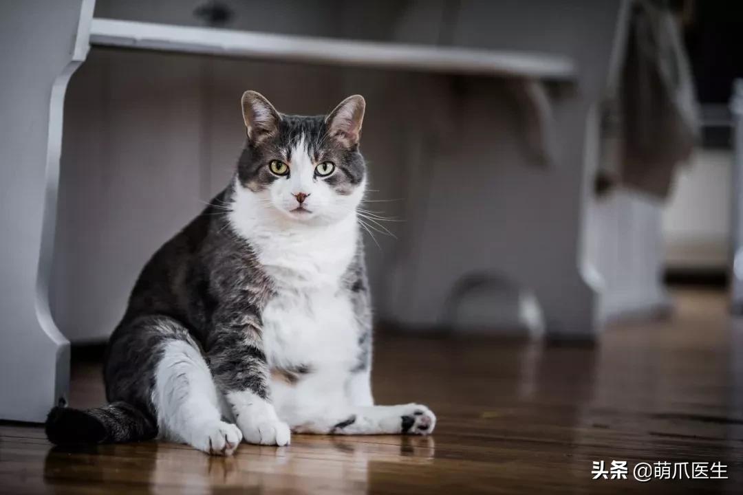 猫咪黑下巴毛囊炎的终极解决办法,猫咪有毛囊炎胡须还能长出来吗