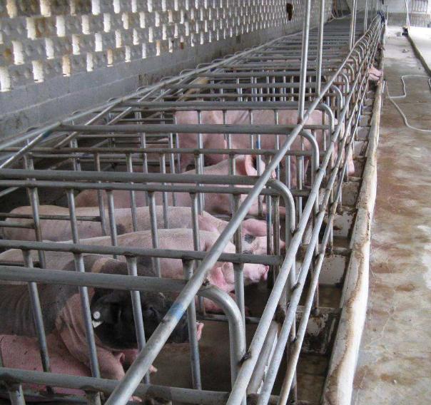 养母猪绝招母猪吃什么奶水多,养母猪的关键技术