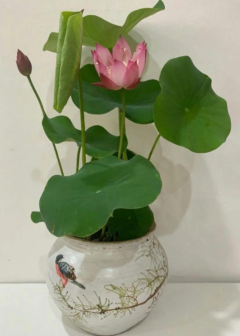 五月适合种花吗,五月养什么花