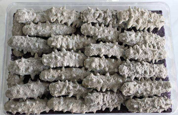 海参是正经的海参不,海参到底是不是正经海参