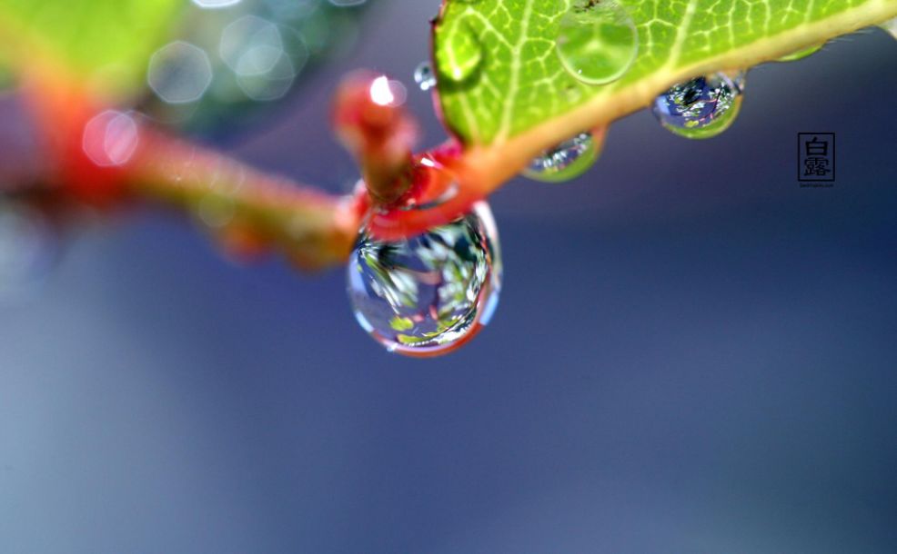 「诗词鉴赏」清风至，白露生，那些优美的白露诗词