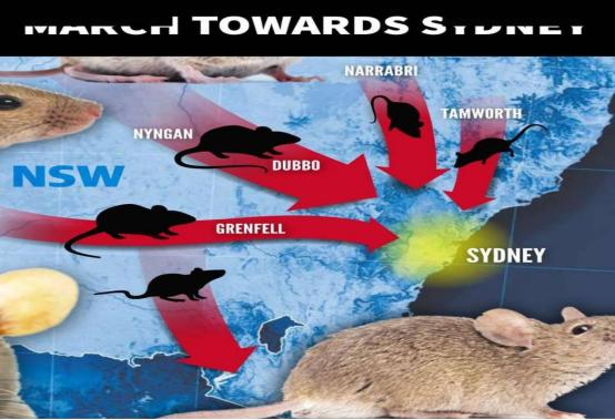 澳大利亚鼠灾现场视频,澳大利亚鼠灾真实事件