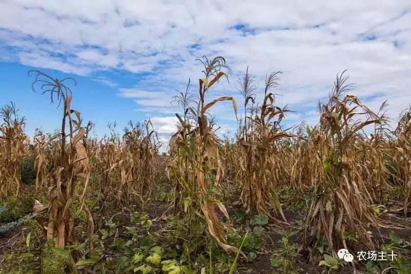 有机农业的真实现状,有机农业的惊天骗局