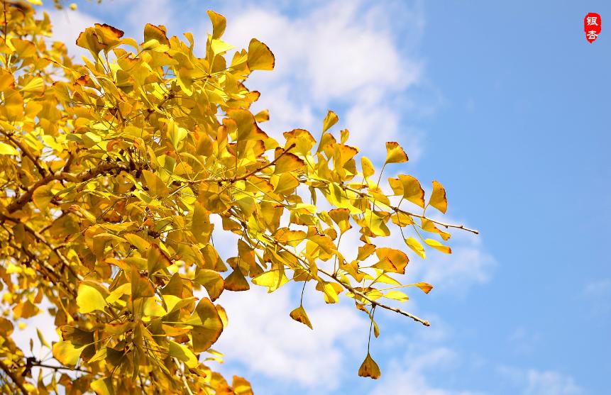 关于银杏叶秋天意境的诗句,十二首有关银杏的诗词