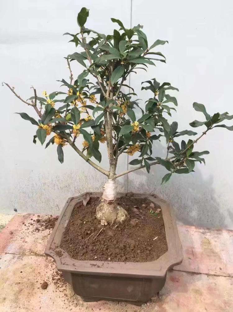 刚买的桂花叶子枯萎怎么挽救,如何挽救落叶的桂花